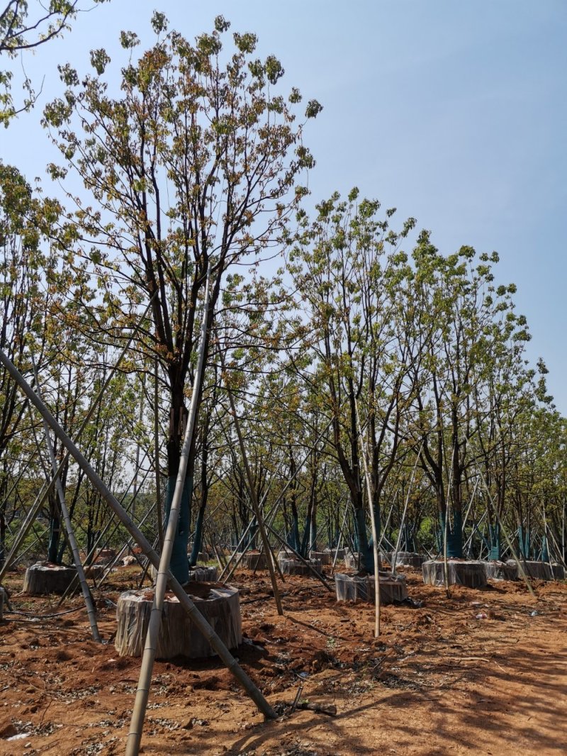 移栽丛生多杆全冠袋苗香樟自家苗圃基地直供
