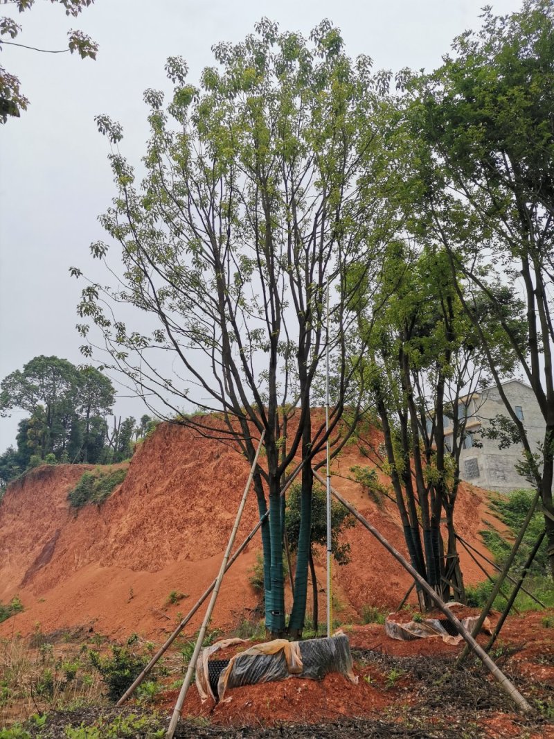 移栽丛生多杆全冠袋苗香樟自家苗圃基地直供
