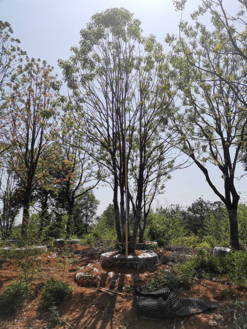 移栽丛生多杆全冠袋苗香樟自家苗圃基地直供