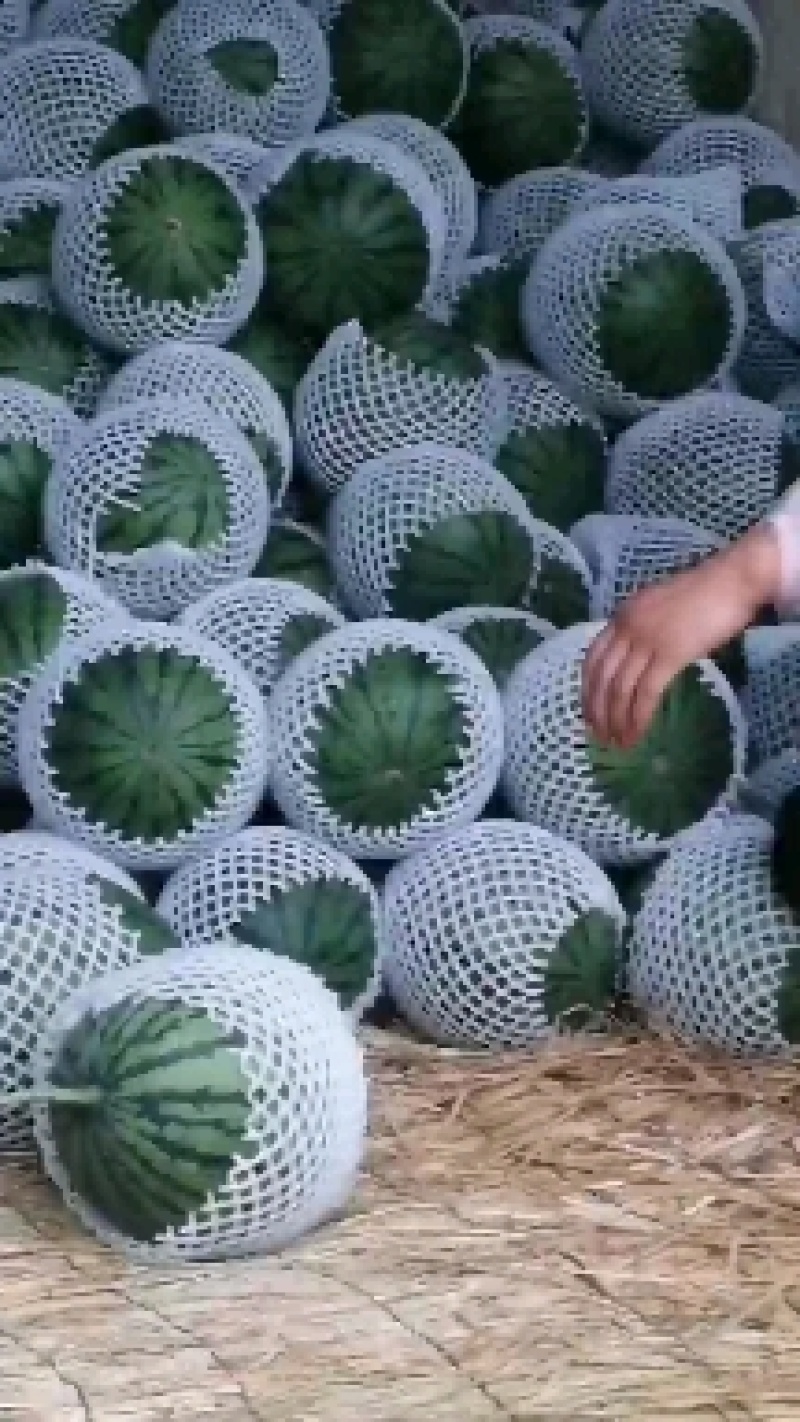 西瓜武威西瓜大棚吊瓜全年种植货量充足可供市场商超电商