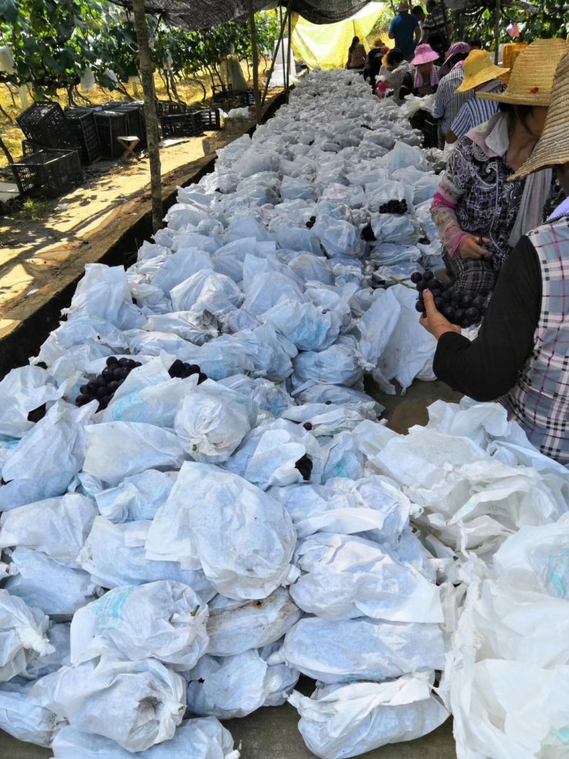 巨峰葡萄，户太八号葡萄，单抓二斤以上，专业的技术种植，