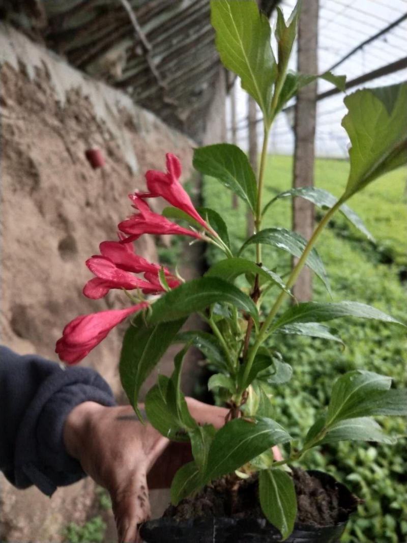 红王子锦带锦带花园林绿化苗木可视频看货