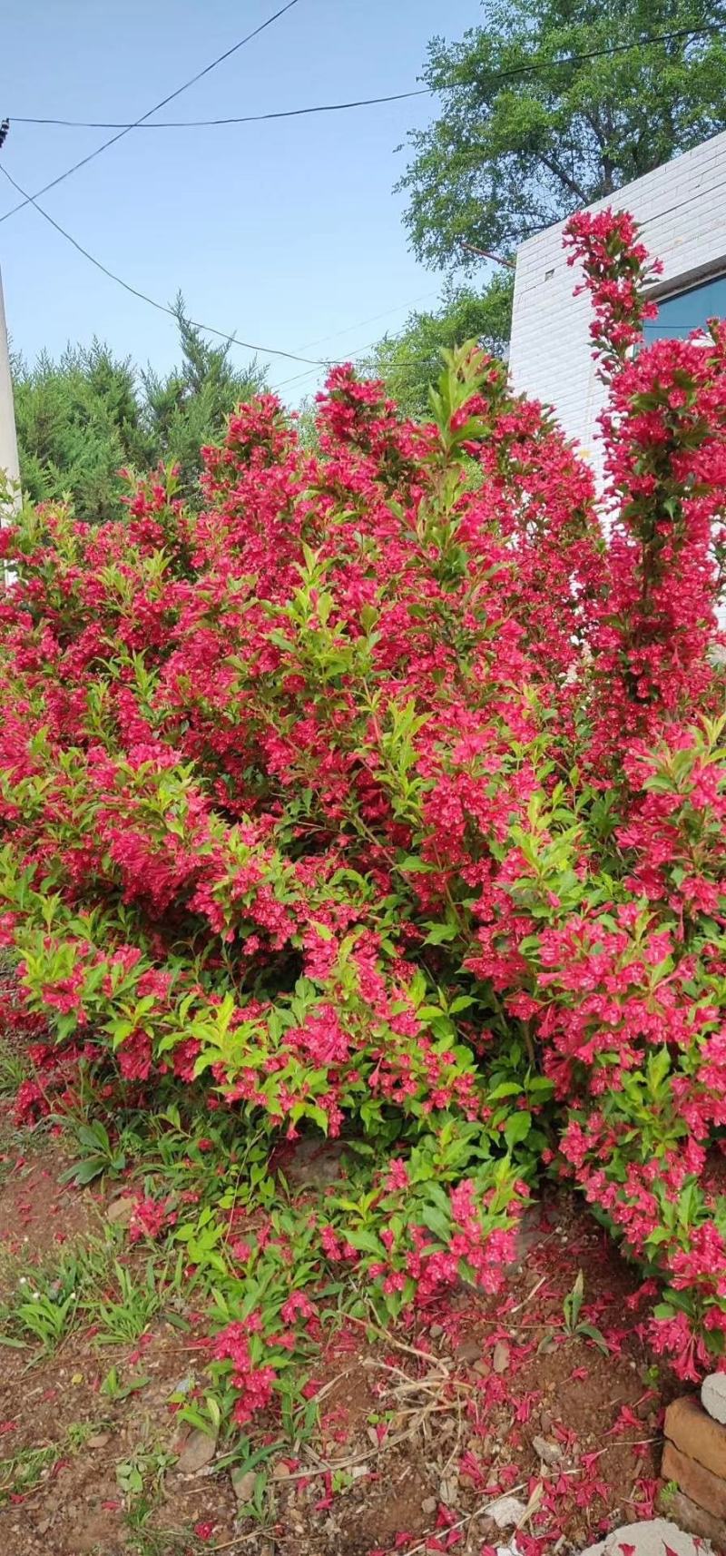 红王子锦带锦带花园林绿化苗木可视频看货