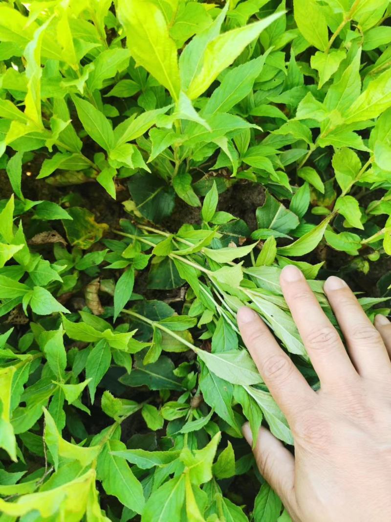 红王子锦带锦带花园林绿化苗木可视频看货