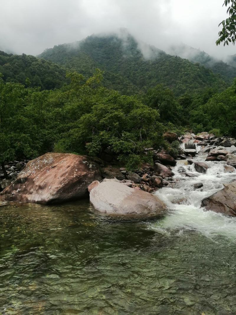 精品高山核桃视频看货产地直达诚信经营