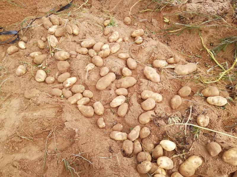 陕西省榆林市纯沙地白心226土豆大量出货
