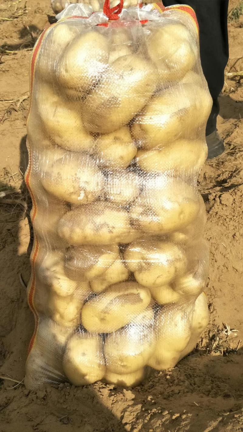 陕西省榆林市纯沙地白心226土豆大量出货