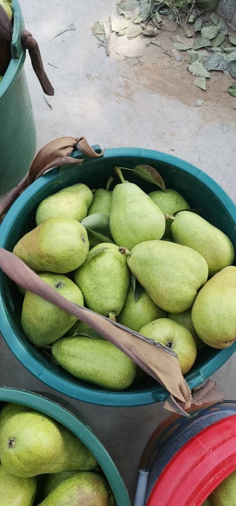 洋梨茄梨巴梨大头梨太婆梨香蕉梨渭南合阳产地直供货源充足