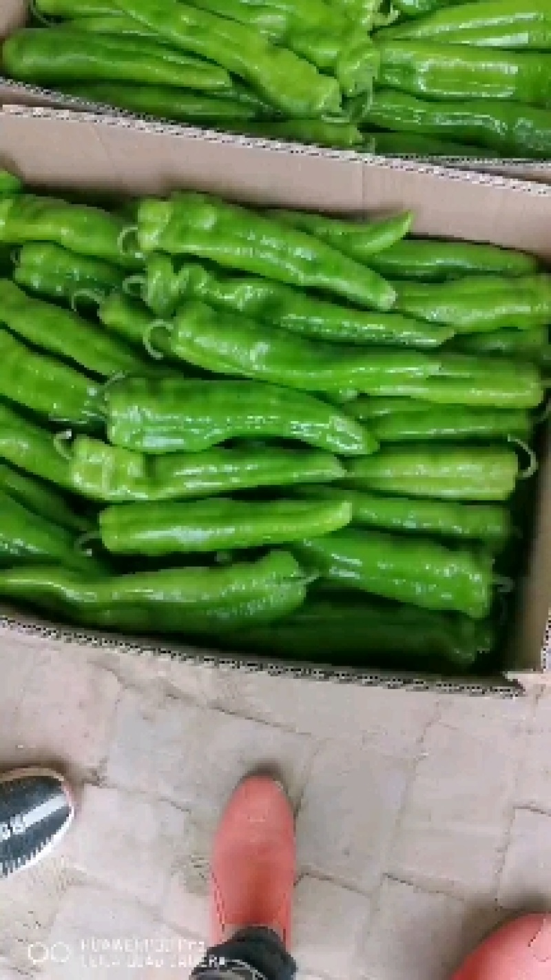 红椒，螺丝椒陕西精品辣椒大量供应中…欢迎全国收购商
