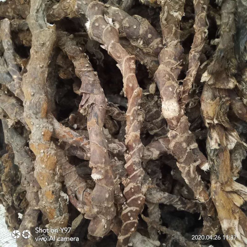 石菖蒲无杂质无须根，质量达标