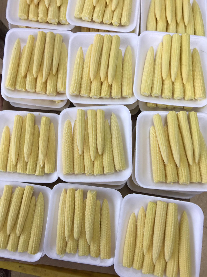 新鲜玉米笋10斤装精品货