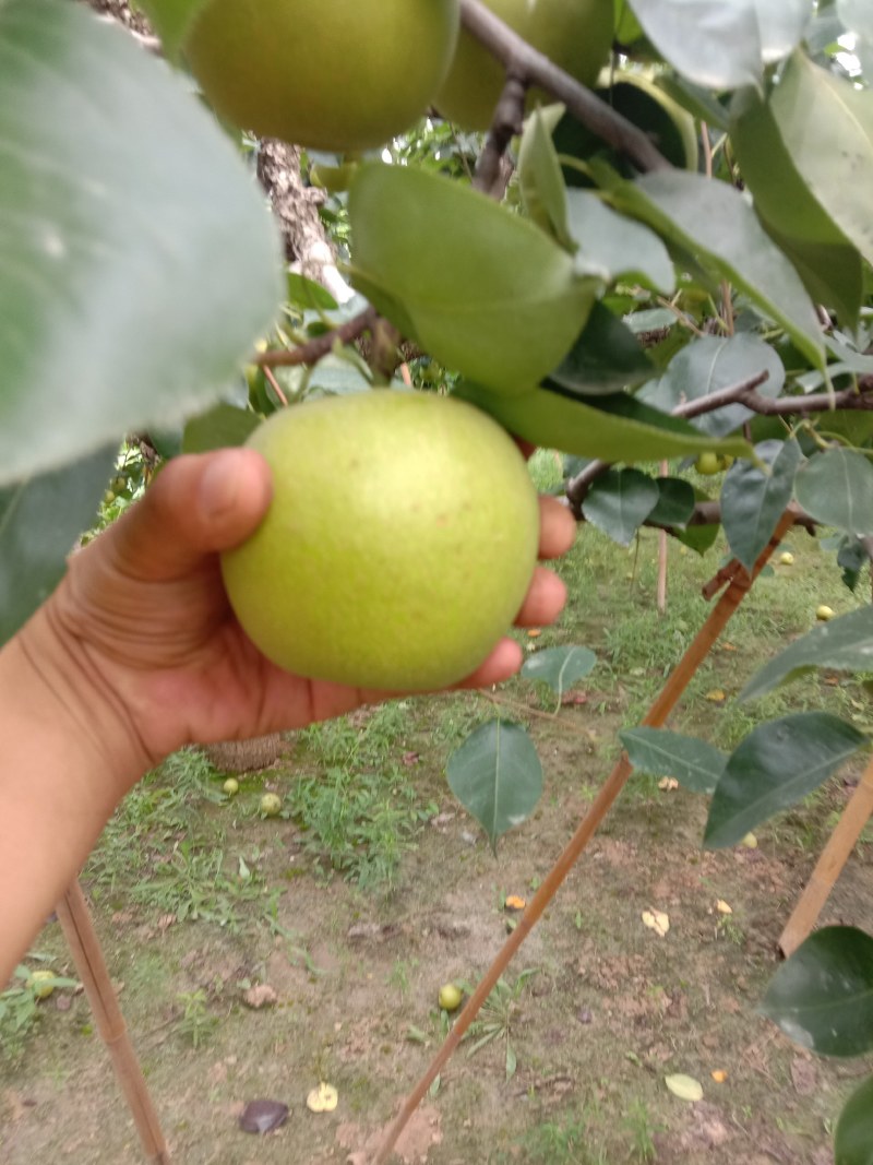 新鲜黄冠梨