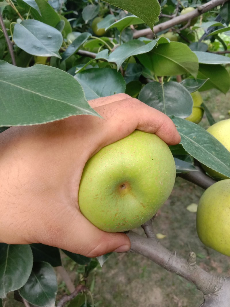 新鲜黄冠梨