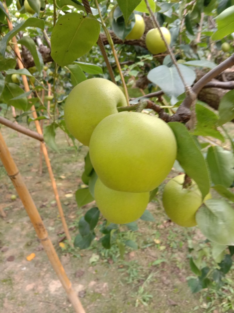 新鲜黄冠梨