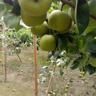 新鲜黄冠梨