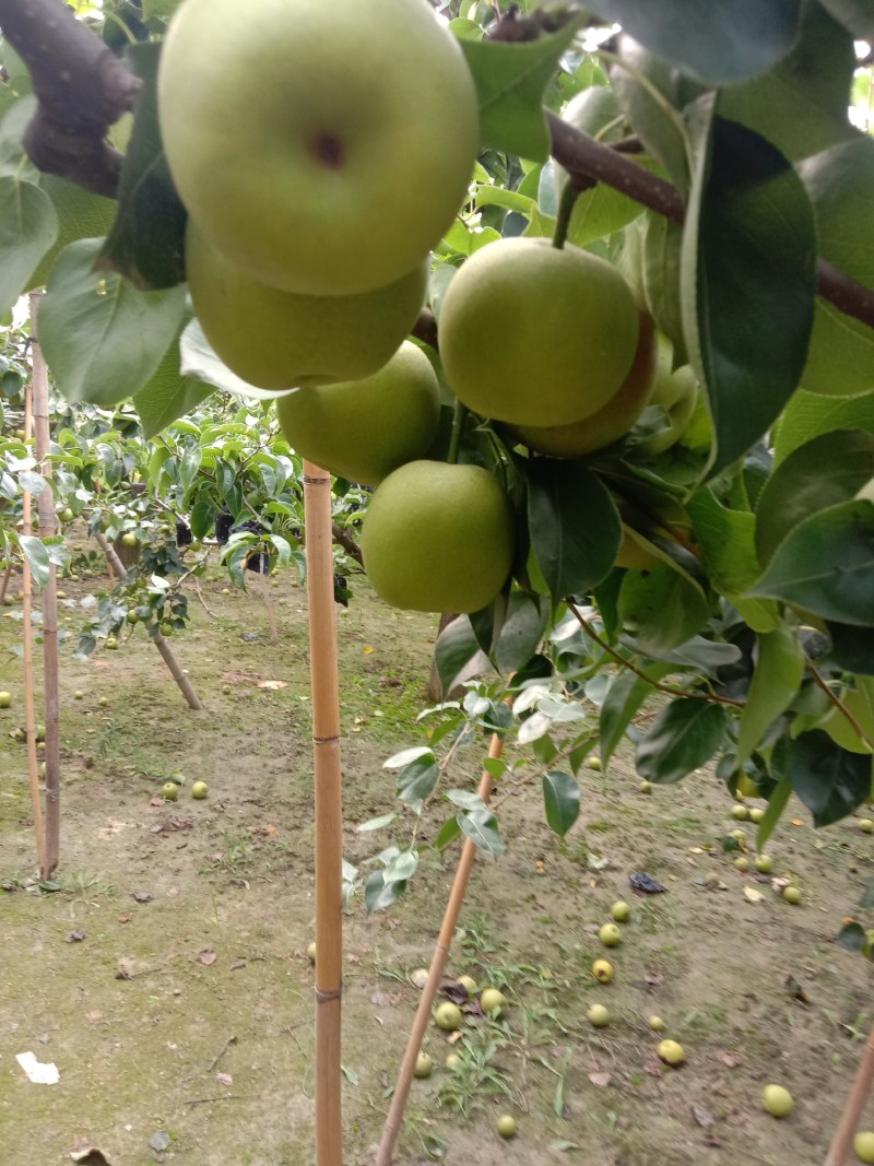 新鲜黄冠梨