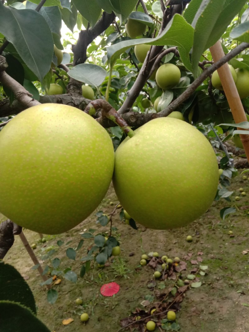 新鲜黄冠梨