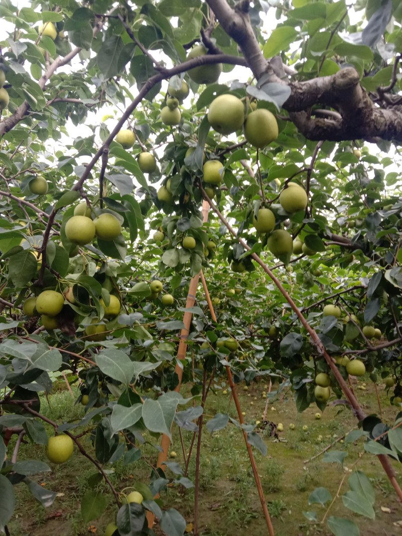 新鲜黄冠梨
