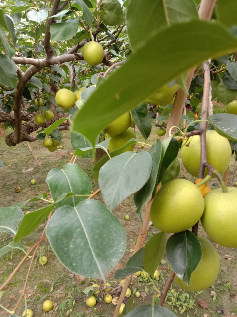新鲜黄冠梨
