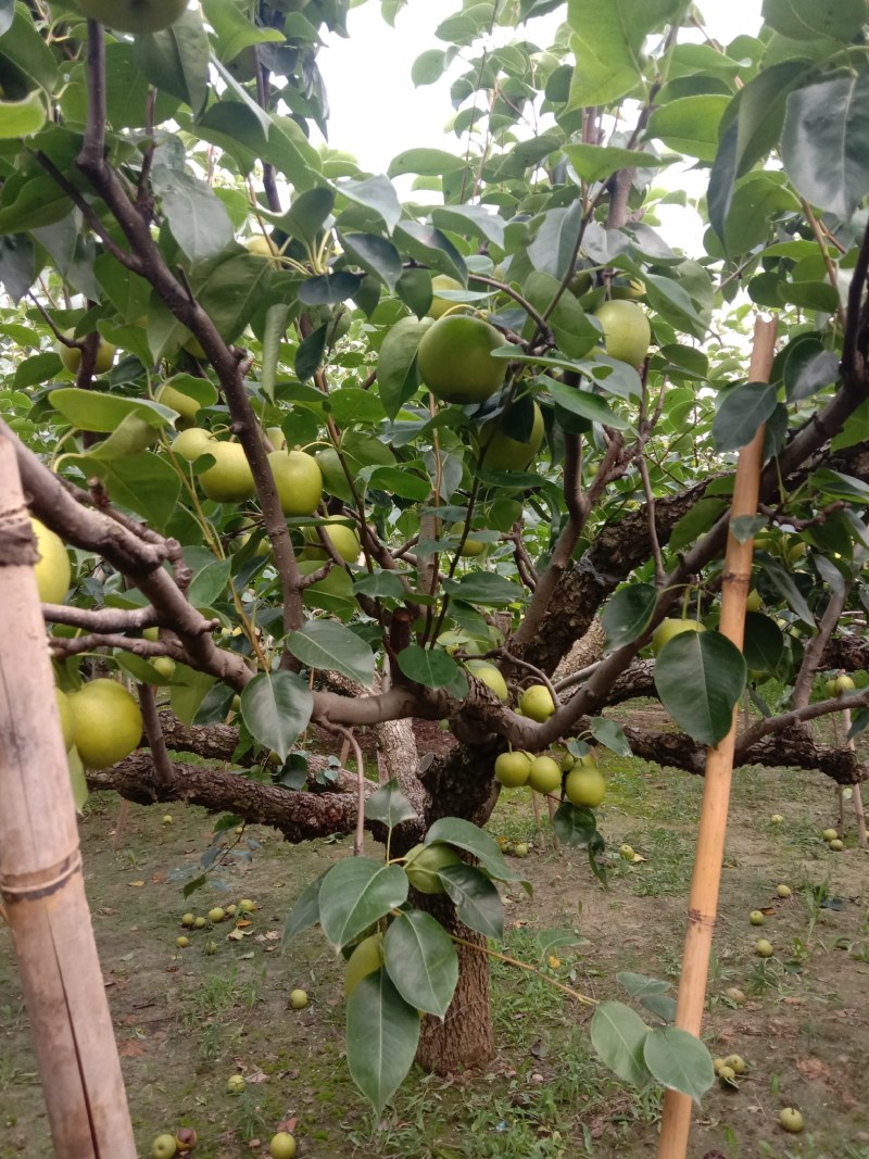 新鲜黄冠梨