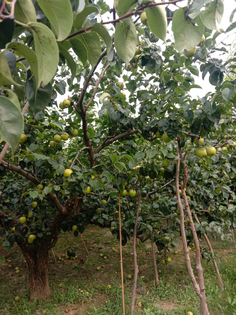 新鲜黄冠梨