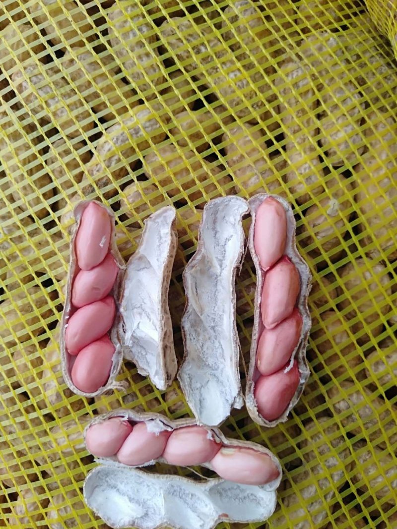 河南开封鲜花生，纯沙地，大量上市产地直供，欢迎您合作