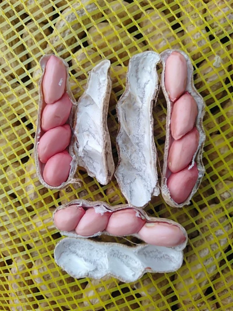 河南开封鲜花生，纯沙地，大量上市产地直供，欢迎您合作