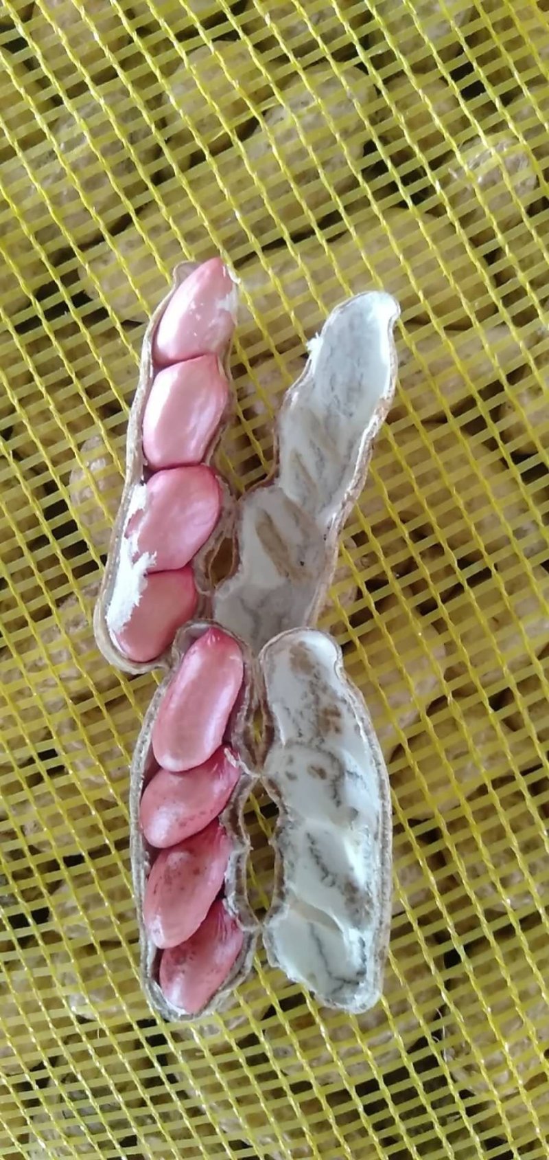 河南开封鲜花生，纯沙地，大量上市产地直供，欢迎您合作