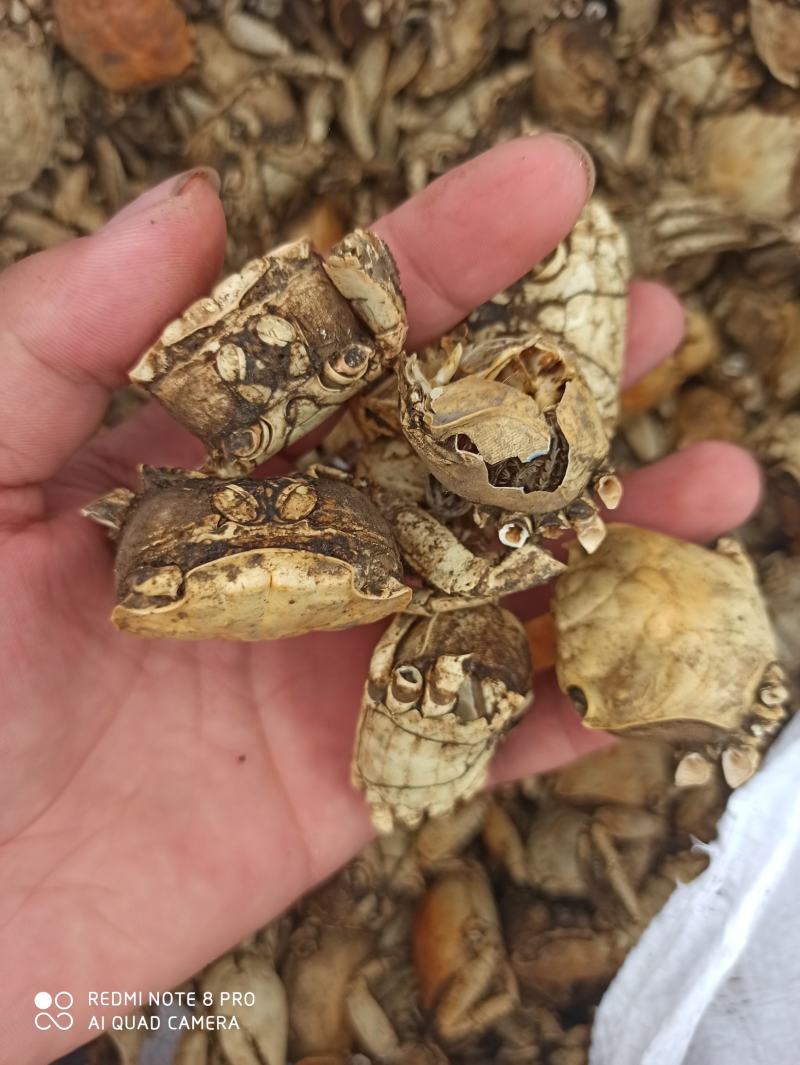 方海螃蟹甲批发零售中药材中药专营