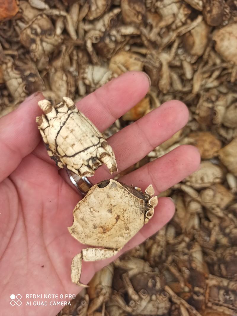 方海螃蟹甲批发零售中药材中药专营