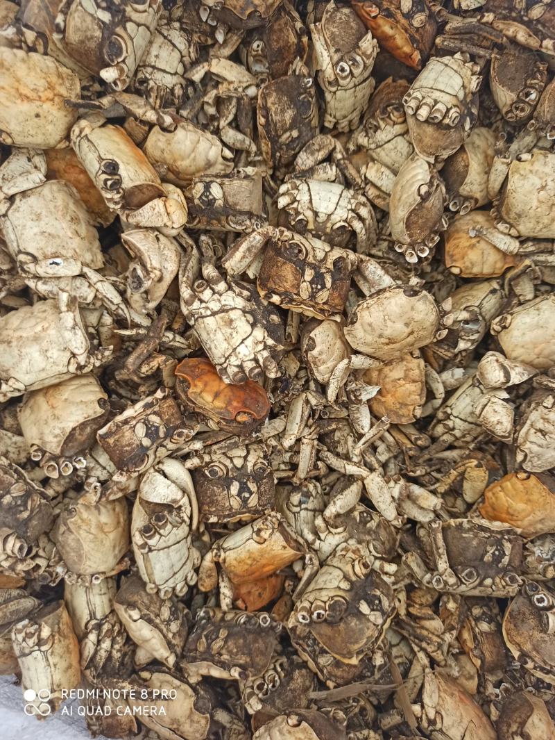 方海螃蟹甲批发零售中药材中药专营