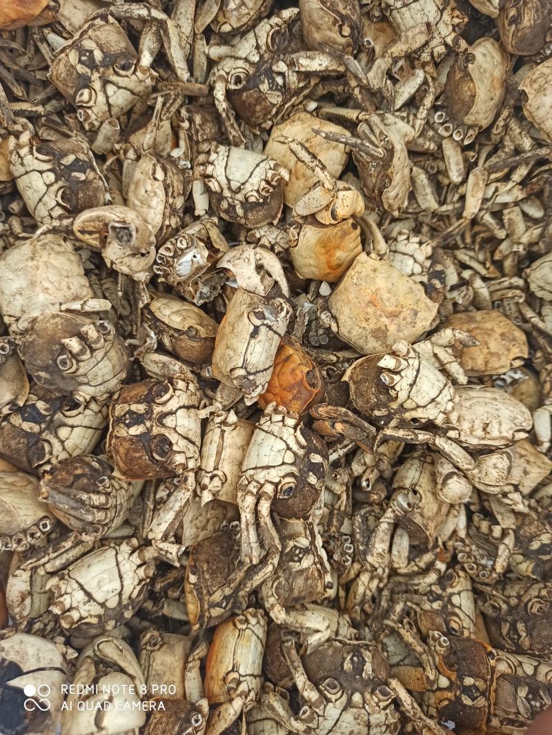 方海螃蟹甲批发零售中药材中药专营