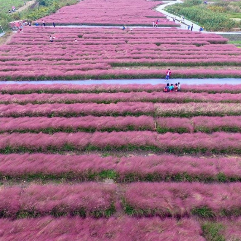 山东潍坊粉黛乱子草基地可视频看货产地直销
