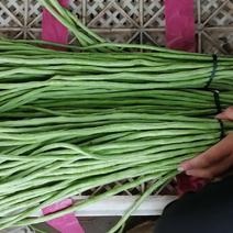 精品长豆角，新鲜采摘，河北邯郸蔬菜基地，质量好大量有货