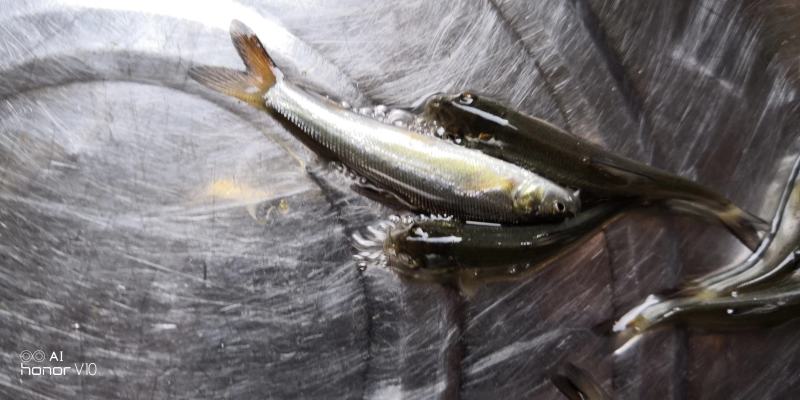 银鳕鱼苗淡水银鳕鱼鱼场直供提供技术指导包运输下塘
