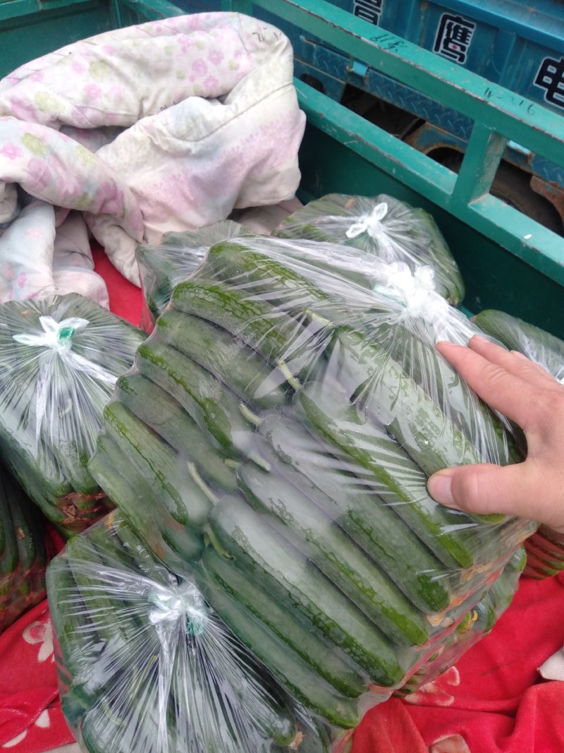 河北邯郸，水果小黄瓜，大量上市中欢迎新老客户前来采购