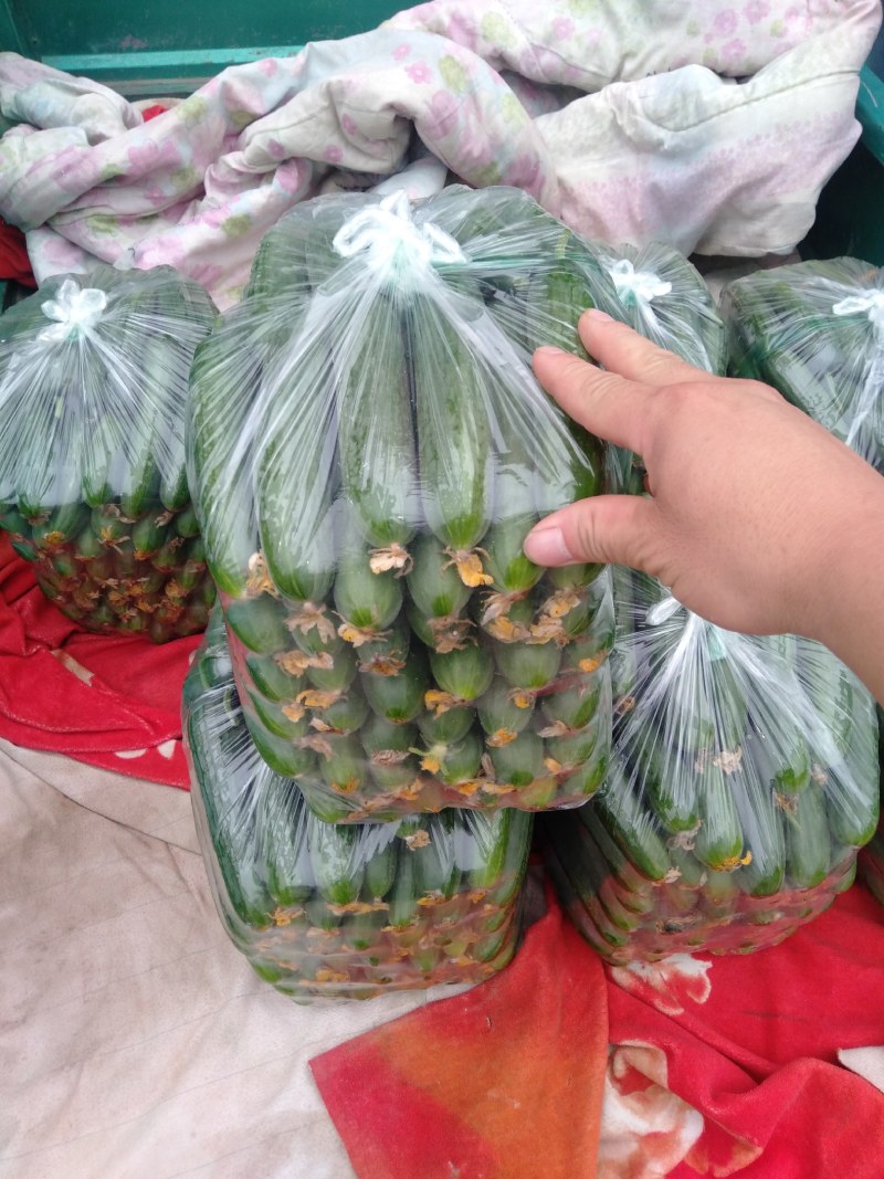 河北邯郸，水果小黄瓜，大量上市中欢迎新老客户前来采购