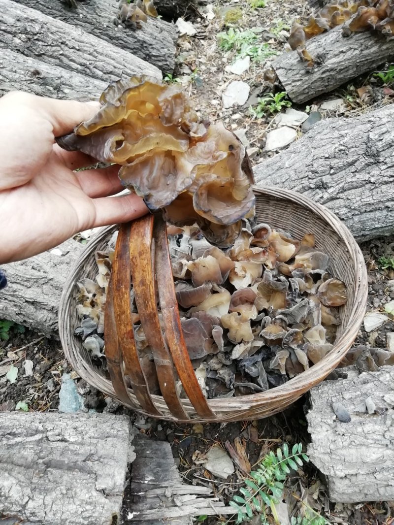 木耳