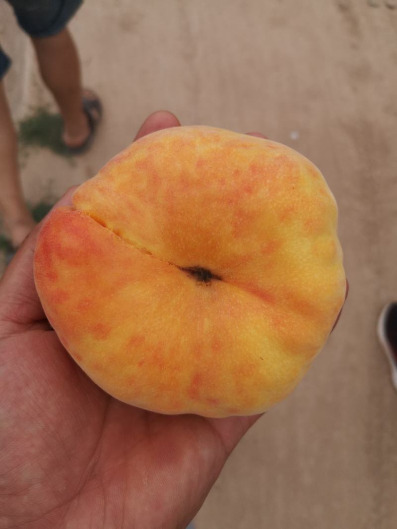 黄金蟠桃行情，陕西纸袋黄金蟠桃产地，中蟠11号毛蟠桃