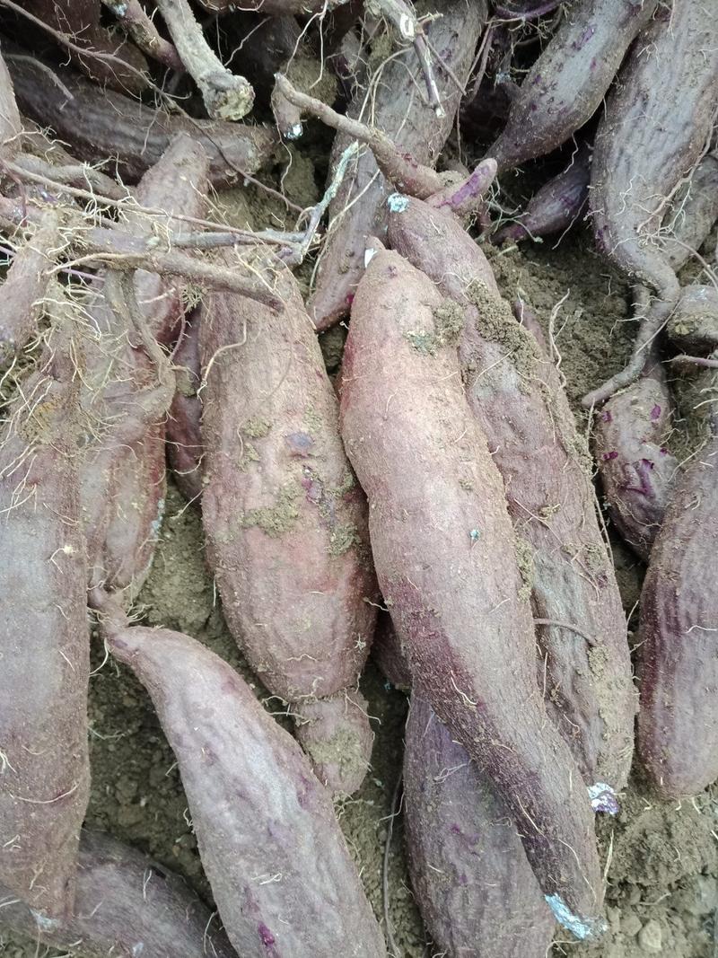 紫薯，1两起通货，量大价格实惠，供应量大，果型光滑无虫吃