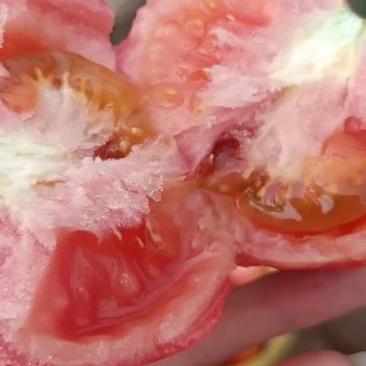 山西露天番茄大量上市，欢迎订购优质沙甜西红柿
