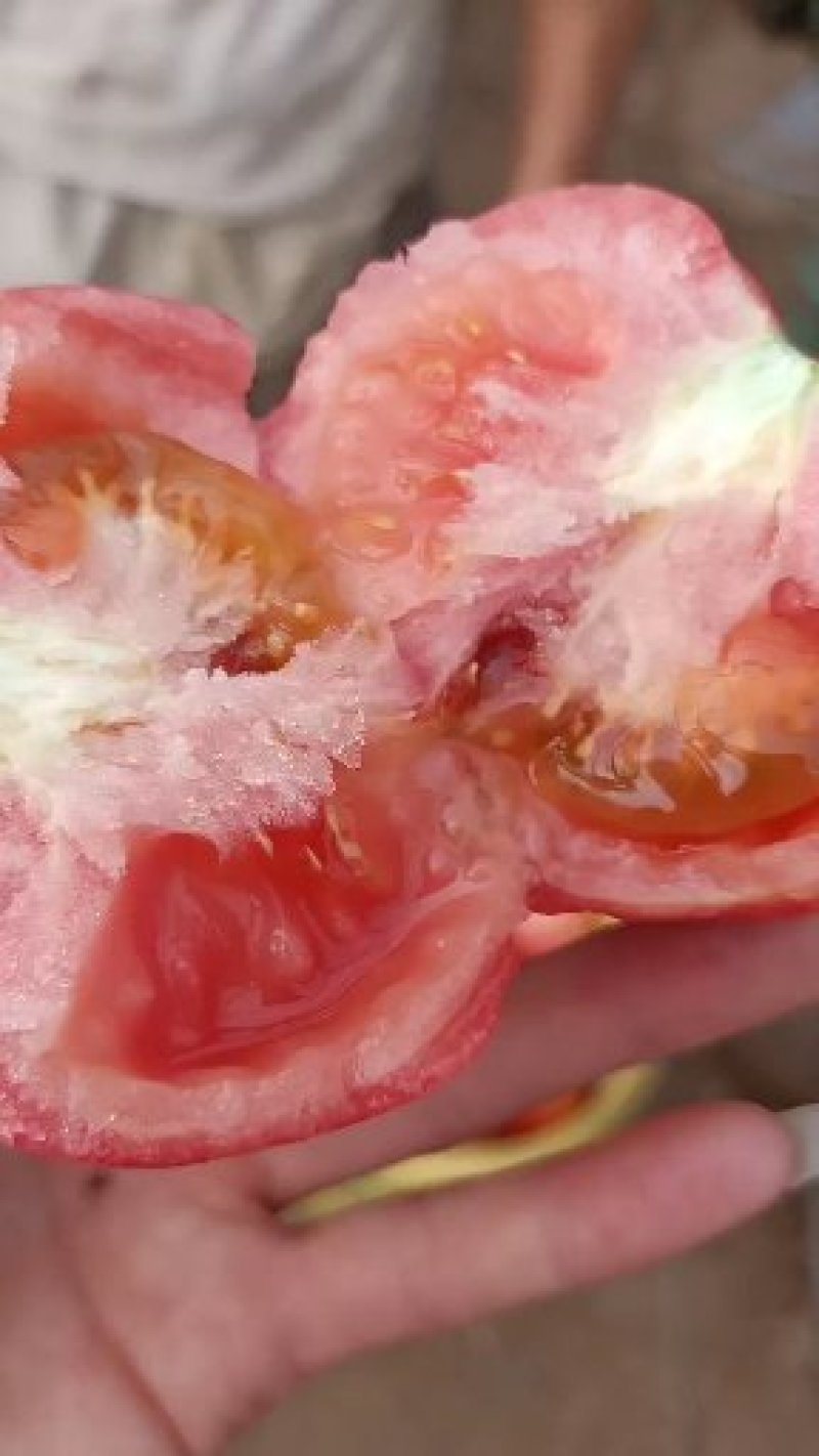 山西露天番茄大量上市，欢迎订购优质沙甜西红柿