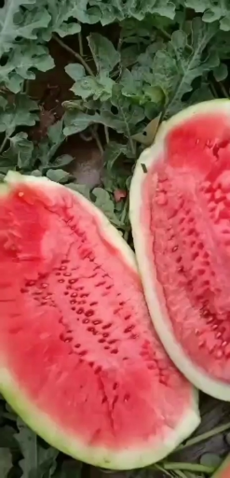 忻州西瓜大量上市，金花一号，金城五号，雪龙