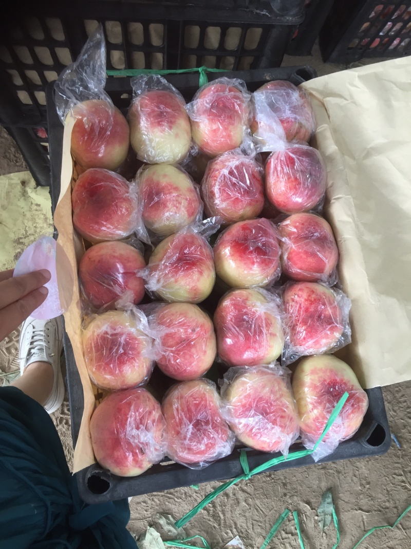 毛桃大量上市了！