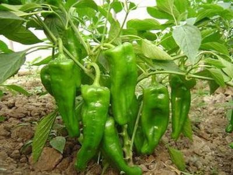 大棚种植辣椒。薄皮椒、邹皮椒皮薄肉脆、微辣