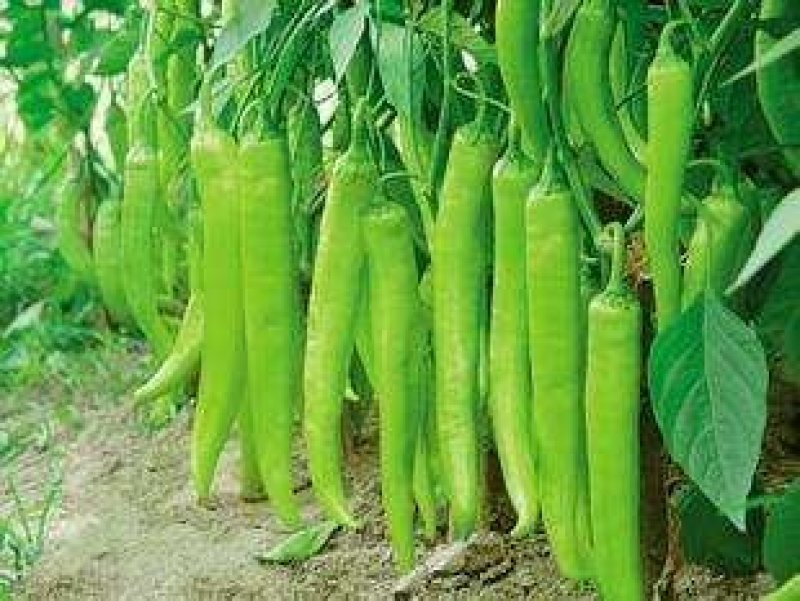 大棚种植辣椒。薄皮椒、邹皮椒皮薄肉脆、微辣