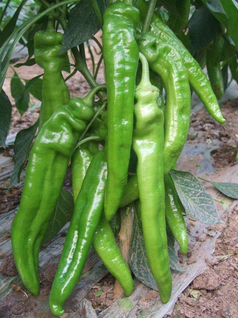 大棚种植辣椒。薄皮椒、邹皮椒皮薄肉脆、微辣