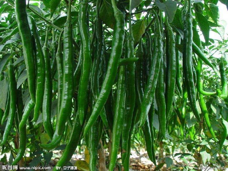 大棚种植辣椒。薄皮椒、邹皮椒皮薄肉脆、微辣