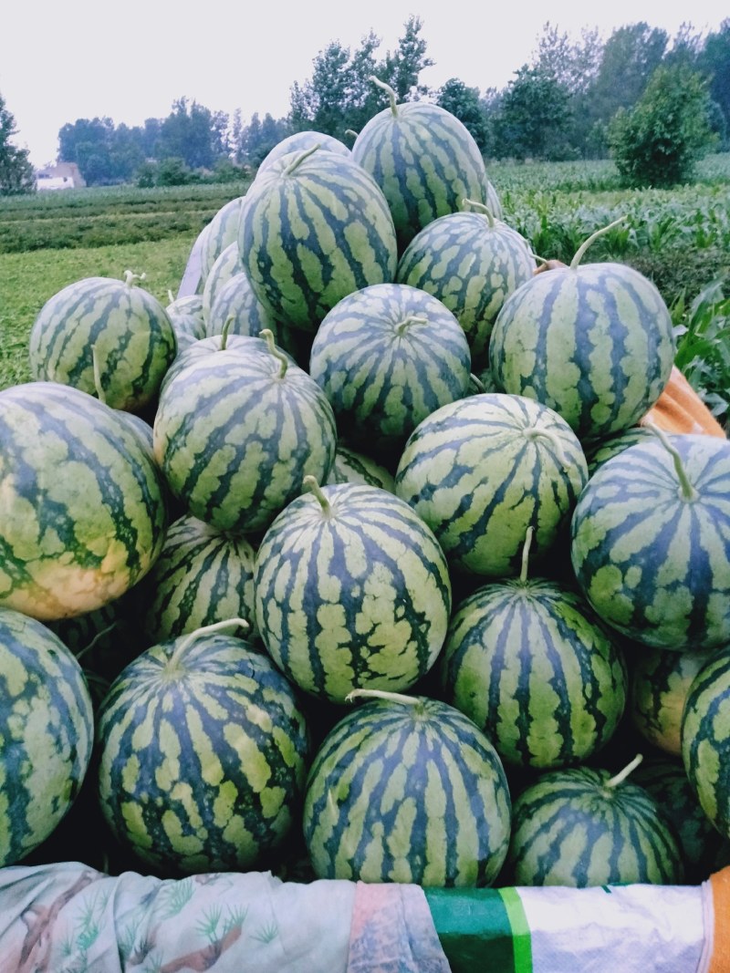 美都西瓜