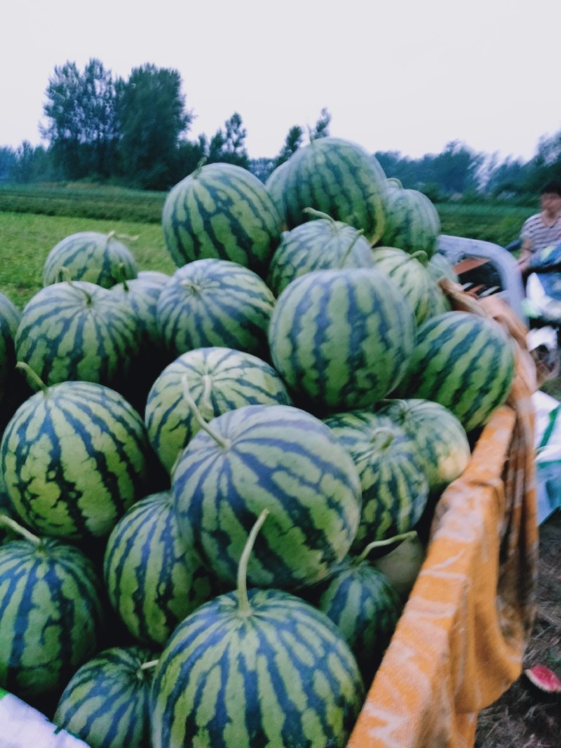 美都西瓜